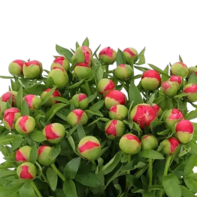 3 bossen pioenen €14,95