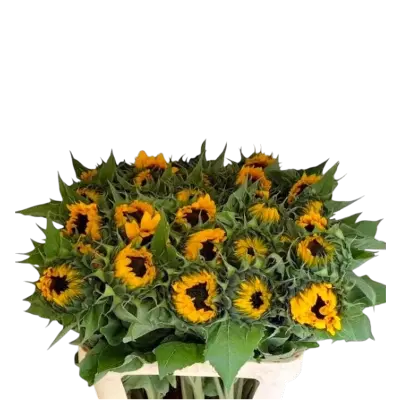 3 bossen zonnebloemen