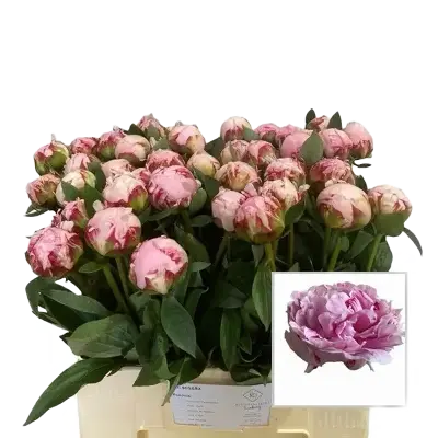 3 Bossen dubbele pioenen!