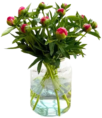 3 bossen pioenen €13,50