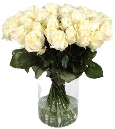 witte rozen