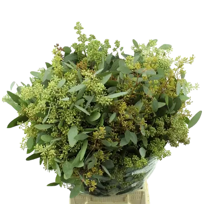 2 bossen Eucalyptus met bes