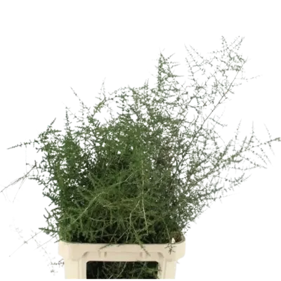 2 bossen wilde Asparagus