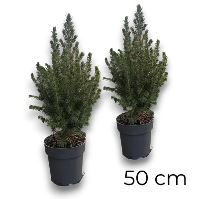 2x Picea Conica