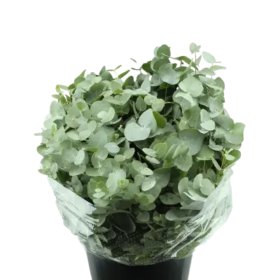 3 bossen eucalyptus kort