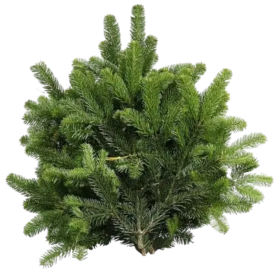 3 bossen nordman groen