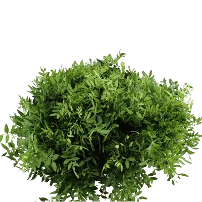 3 bossen Pistache groen