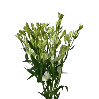 Alstromeria White Pearl