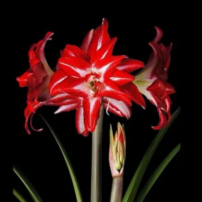 Amaryllis bol Splash