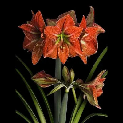 Amaryllis Terracotta star