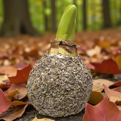 Amaryllis zaad Grijs/bruin