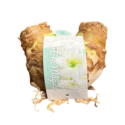 Dubbelle amaryllis bol wit.