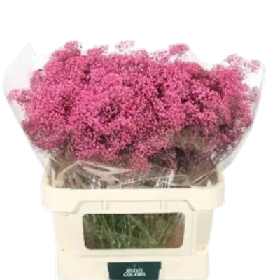Gipskruis Pink