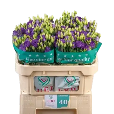 Lisianthus Blue