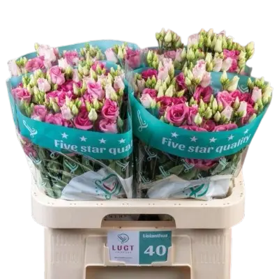 Lisianthus Pink