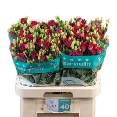 Lisianthus Red