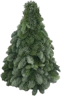 Nobilis kerstboom 50CM