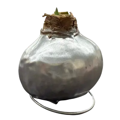 Wax amaryllis Jannie