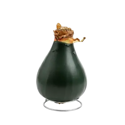 Wax amaryllis Connie