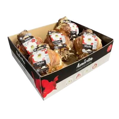 5 Amaryllis bollen Wit