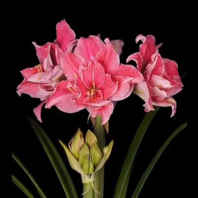 Amaryllis bol | Sweet Nymph