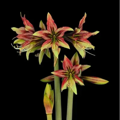 Amaryllis bol Mystica