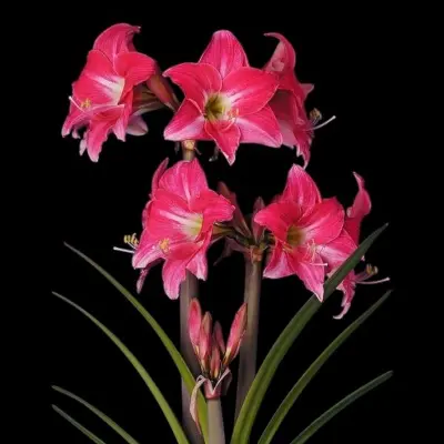 Amaryllis bol Neon