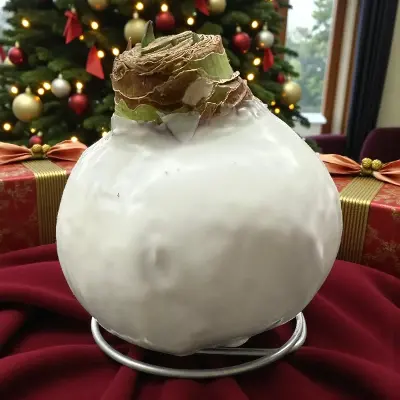 Wax amaryllis Beppie