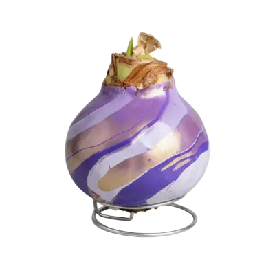 Wax amaryllis Connie