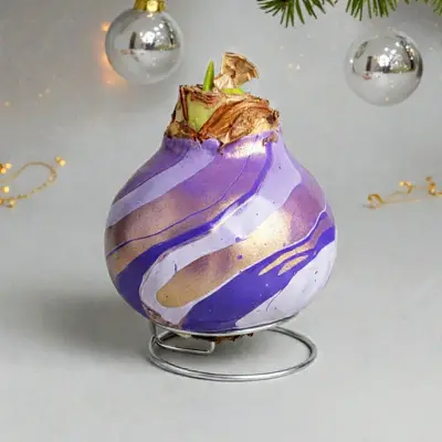 Wax amaryllis Connie