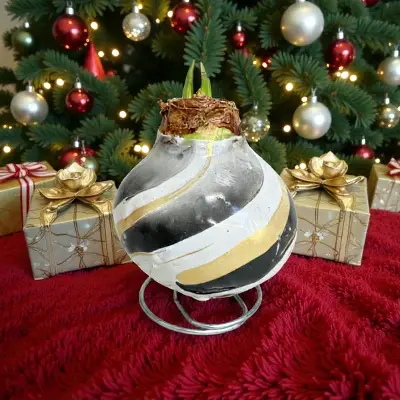 Wax Amaryllis Leonie