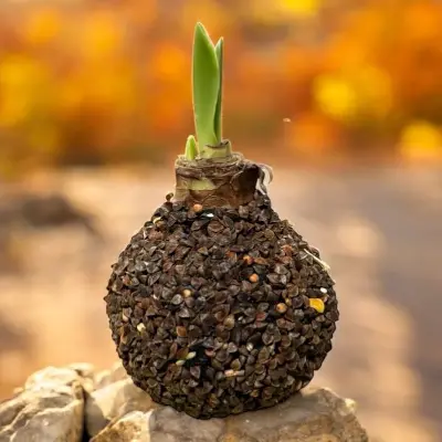 Wax Amaryllis zaad bruin