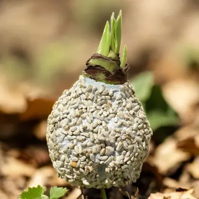 Wax amaryllis zaad wit