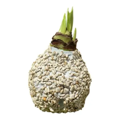 Wax amaryllis zaad wit