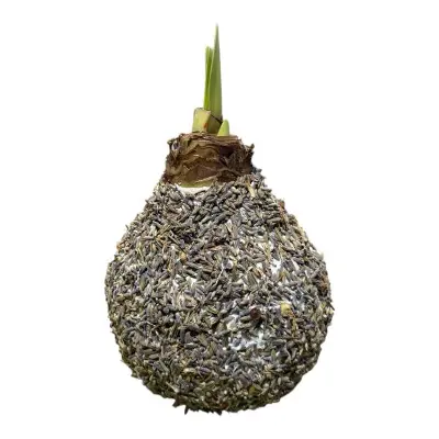 Wax amaryllis zaad zwart