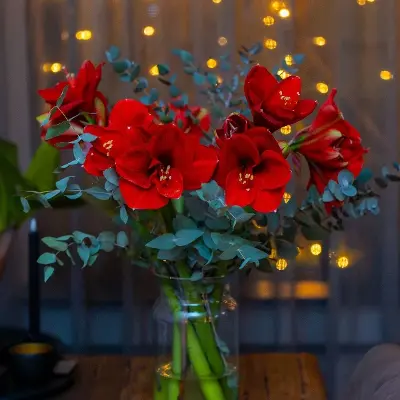 Amaryllis Combi Deal!