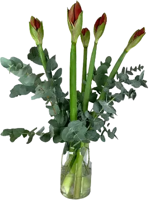 Amaryllis Combi Deal!