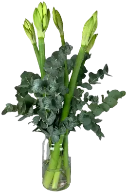 Amaryllis Combi Deal!