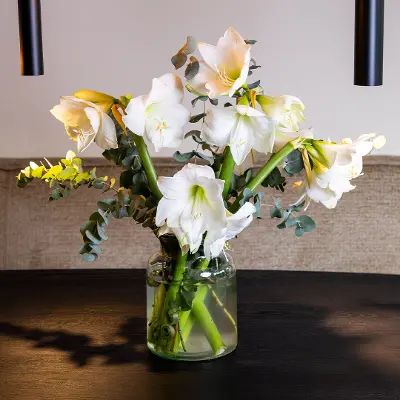 Amaryllis Combi Deal!