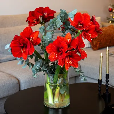 Amaryllis Combi Deal!