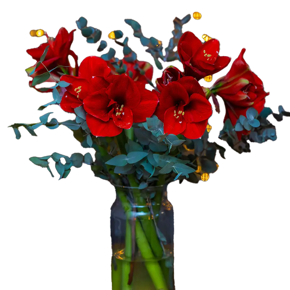 Amaryllis Combi Deal!