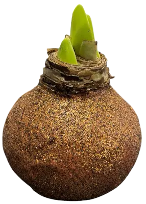 Wax amaryllis Bobbi