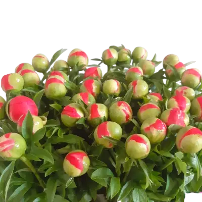 3 Bossen tover pioenen
