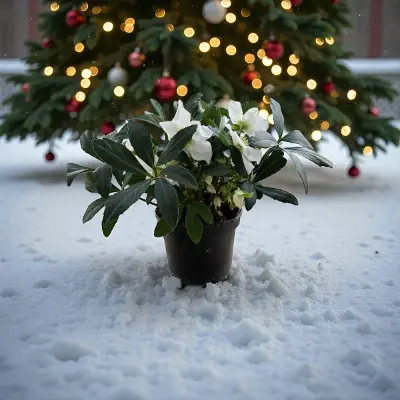 Helleborus – Vaste Plant (Kerstroos)