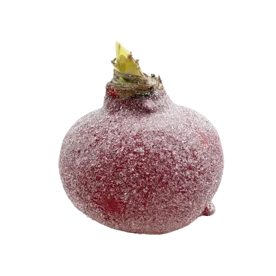 Wax amaryllis Billie