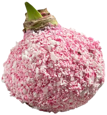 Wax Amaryllis Candy