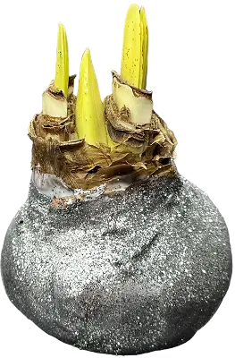 Wax amaryllis Jessica