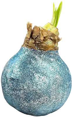 Wax Amaryllis Juno