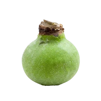 Wax amaryllis Margriet