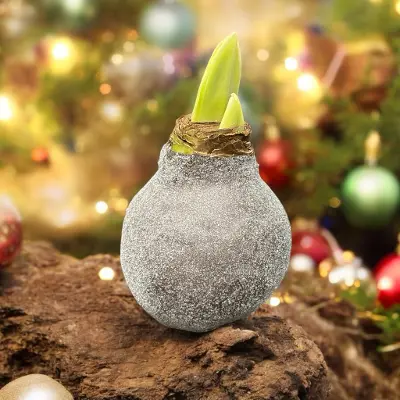 Wax Amaryllis Puck